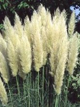 Herbe des pampas 'Pumila'