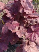 Heuchère - Heuchera Beaujolais