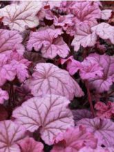 Heuchère - Heuchera Berry Smoothie