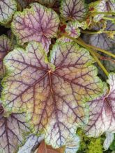 Heuchère - Heuchera americana Birkin