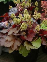 Heuchera Little Cutie Blondie - Heuchère hybride.