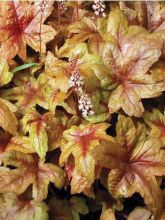 Heucherella Brass Lantern®