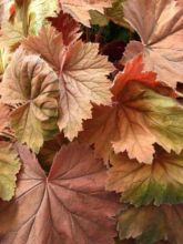 Heuchère - Heuchera Bronze Beauty