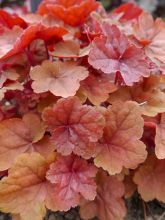 Heuchera Caribbean Sea - Heuchère