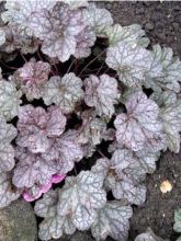 Heuchère - Heuchera Cascade Dawn