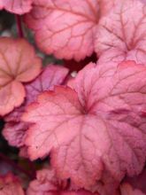 Heuchère, Heuchera Georgia Peach