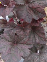 Heuchère - Heuchera Magnum