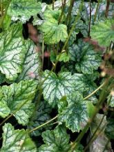 Heuchera mint frost ou menthe glacée