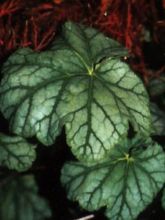 Heuchère - Heuchera Mint Julep