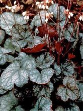 Heuchera Peter Moon - Heuchère