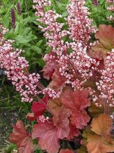 Heuchère - Heuchera Pink Pearls