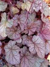 Heuchère - Heuchera Pinot Noir