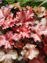 Heuchère - Heuchera Red Sea®