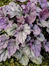 Heuchere - Heuchera Sloeberry