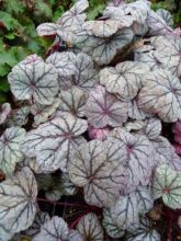 Heuchère - Heuchera Sugar Plum