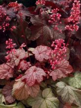 Heuchère - Heuchera Vienna