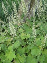 Heuchère, Heuchera villosa var macrorrhiza