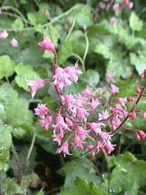 Heucherella alba 'Bridget Bloom'