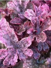 Heucherella Berry Fizz