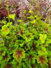 Heucherella Citrus shock 