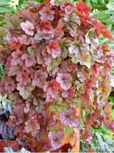 Heucherella Copper Cascade