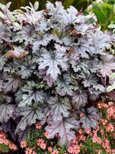 Heucherella Cracked Ice