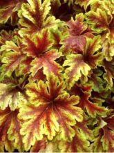 Heucherella Golden Zebra