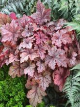 Heucherella 'Honey Rose'