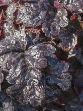 Heucherella 'Onyx'