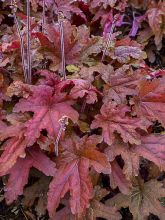 Heucherella 'Red Rover'