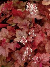 Heucherella 'Redstone Falls'