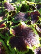 Heucherella Solar Eclipse