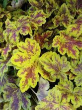 Heucherella Solar Power