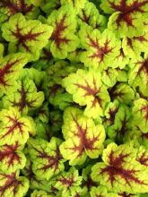 Heucherella Stoplight