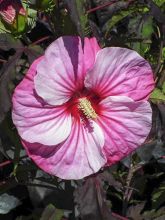 Hibiscus moscheutos Pink Candy - Hibiscus des marais