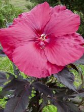 Hibiscus moscheutos Pink Passion - Hibiscus des marais