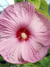 Hibiscus moscheutos Rose - Hibiscus des marais