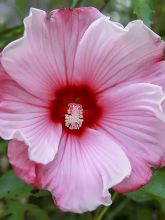 Hibiscus moscheutos Sweet Caroline - Hibiscus des marais