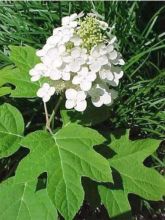 Hortensia à feuilles de chêne 'Alice'