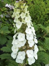 Hortensia - Hydrangea quercifolia Applause