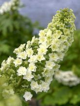 Hortensia à feuilles de chêne 'Gatsby Star '