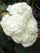 Hortensia à feuilles de chêne 'Harmony'