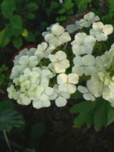 Hortensia à feuilles de chêne 'Ice Crystal'