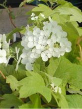 Hortensia à feuilles de chêne 'Little Honey'