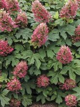 Hortensia à feuilles de chêne 'Ruby Slippers'