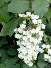 Hortensia - Hydrangea quercifolia Snowflake