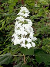 Hortensia à feuilles de chêne 'Snow Queen'