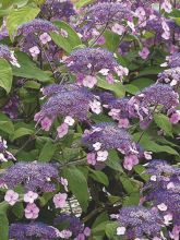 Hortensia aspera 'Anthony Bullivent'