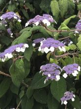 Hydrangea aspera Bellevue - Hortensia arbustif