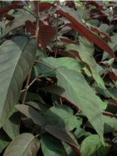 Hortensia aspera 'Hot Chocolate'